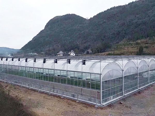 臨朐沂山熱帶水果1800平連棟溫室